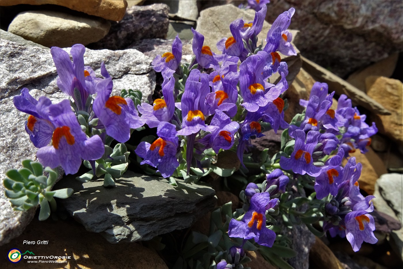 76 Linaria alpina.JPG